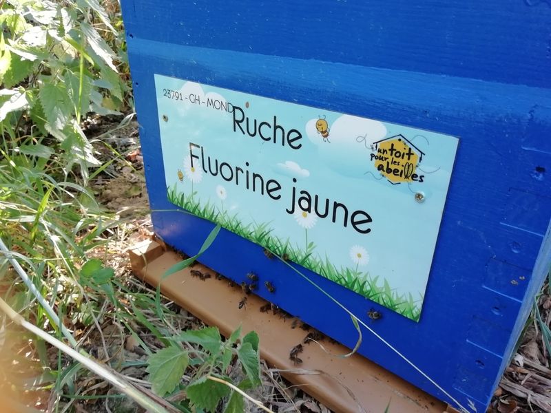 La ruche