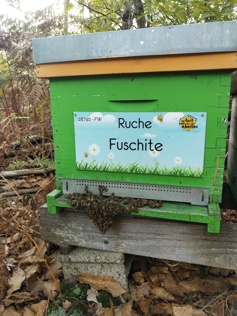 La ruche Fuschite