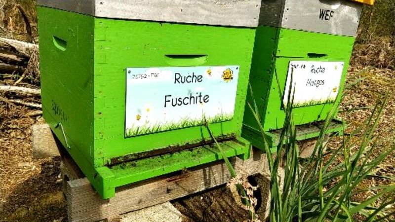 La ruche Fuschite