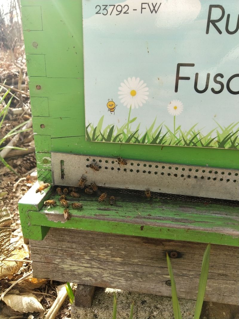 La ruche Fuschite