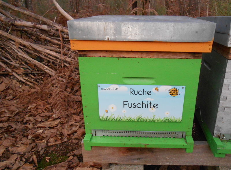 La ruche Fuschite
