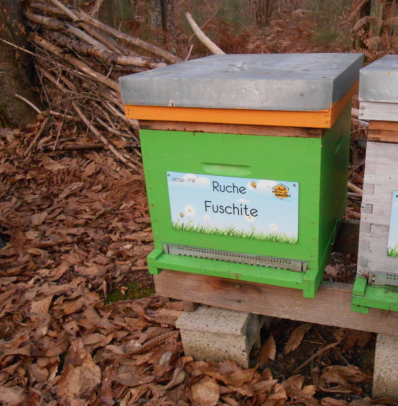 La ruche Fuschite