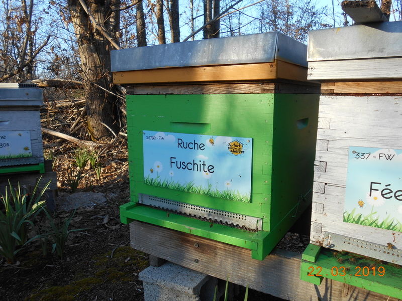 La ruche Fuschite