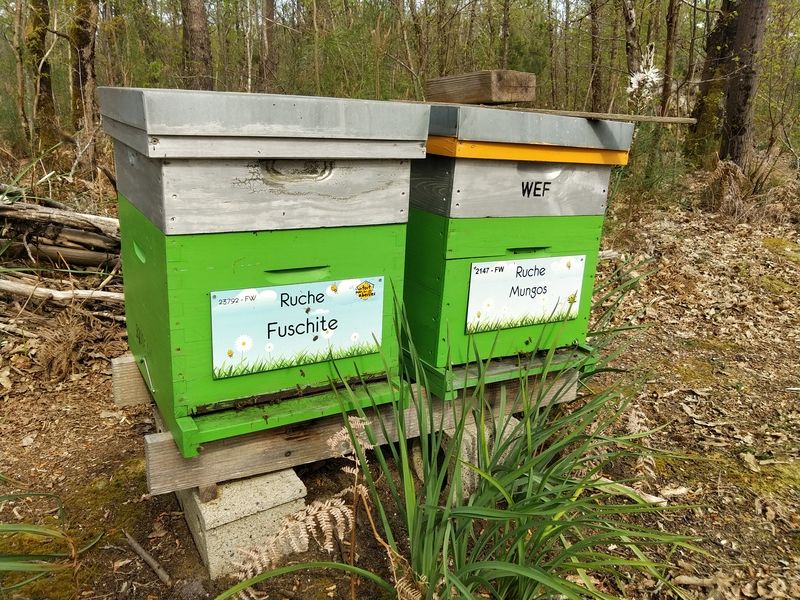 La ruche Fuschite