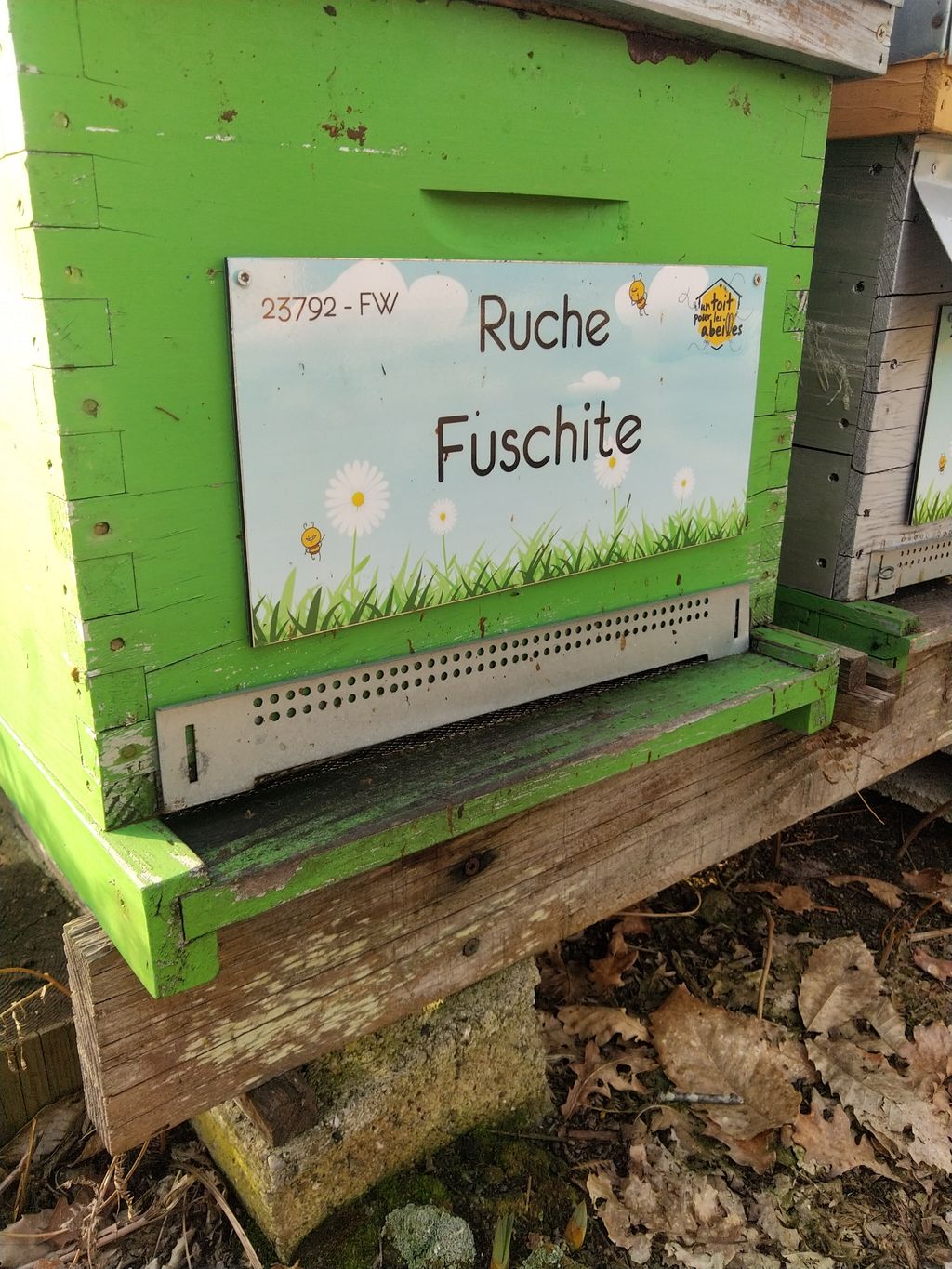 La ruche Fuschite