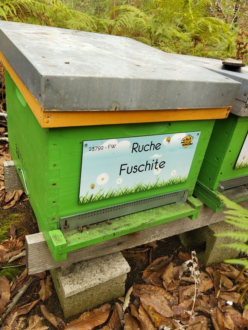 La ruche Fuschite