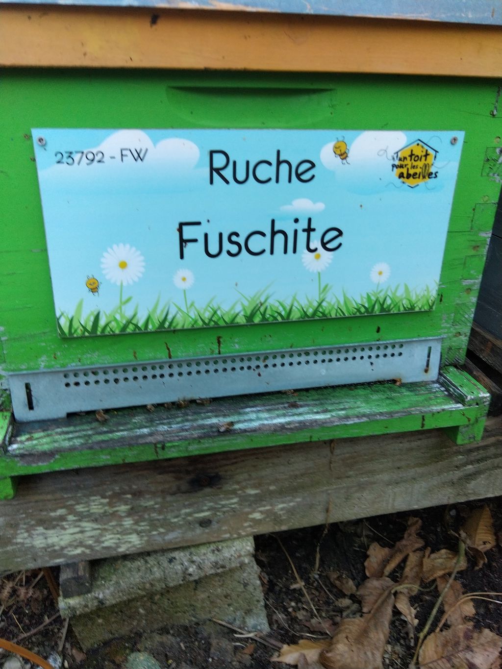 La ruche Fuschite