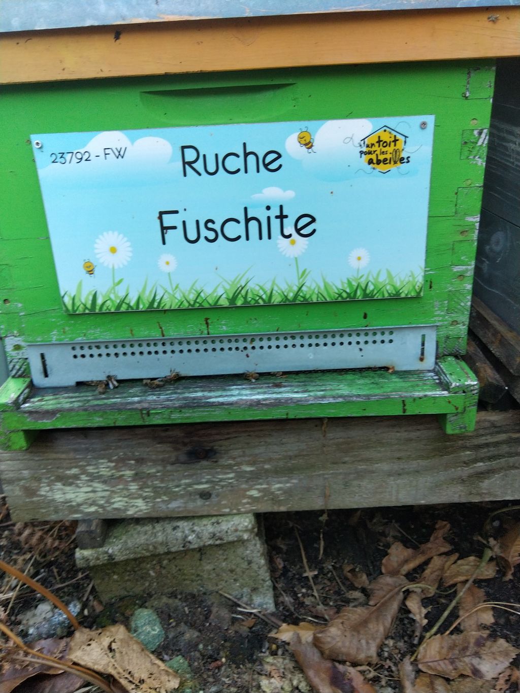 La ruche Fuschite