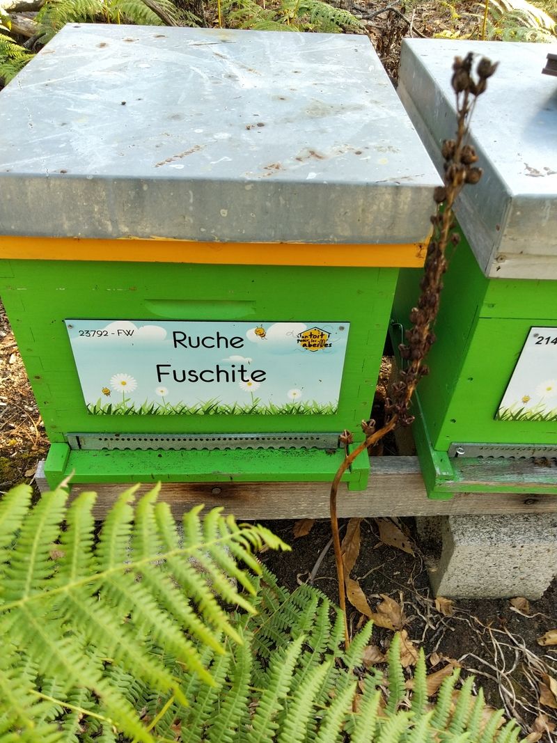 La ruche Fuschite