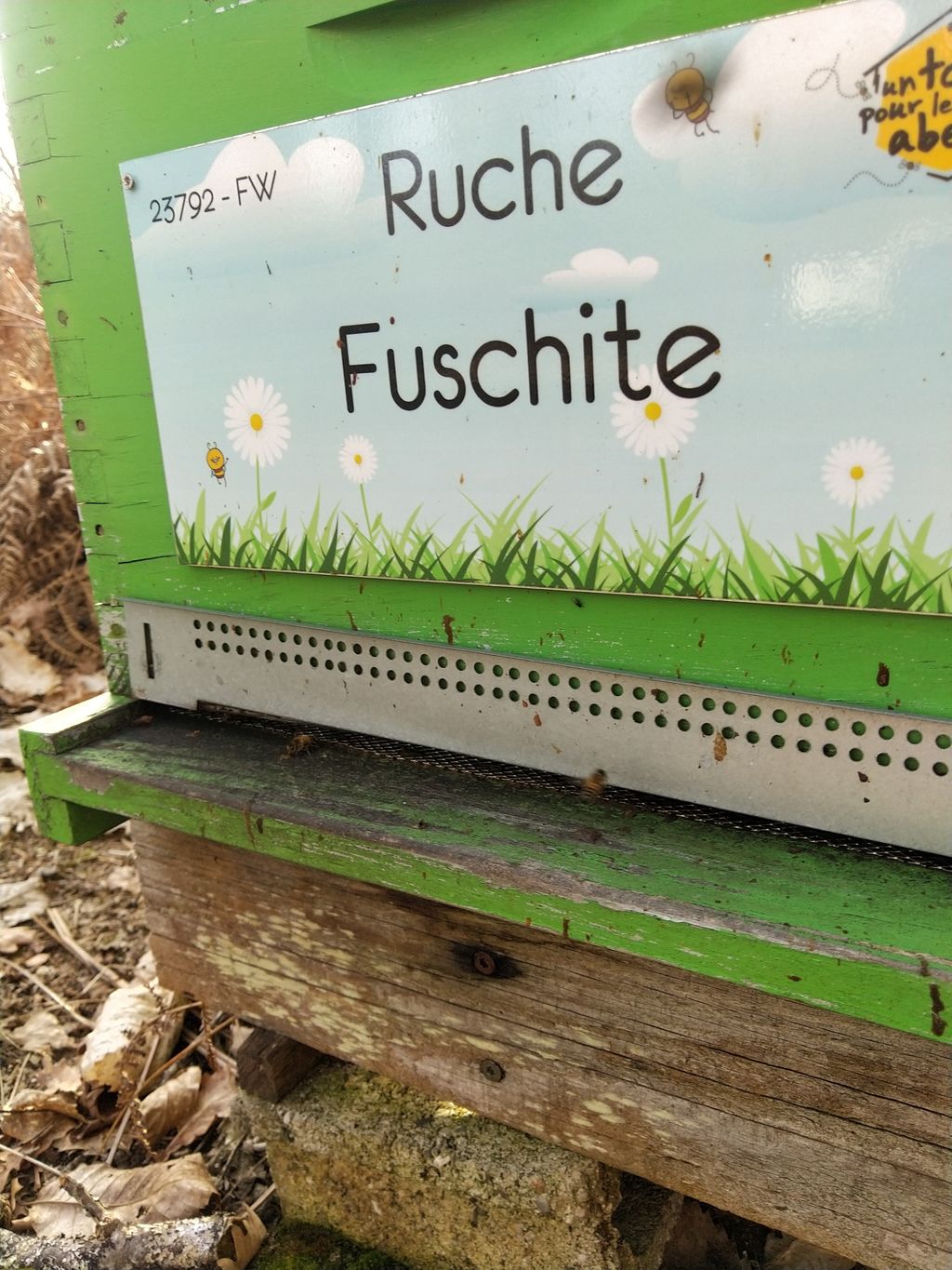 La ruche Fuschite