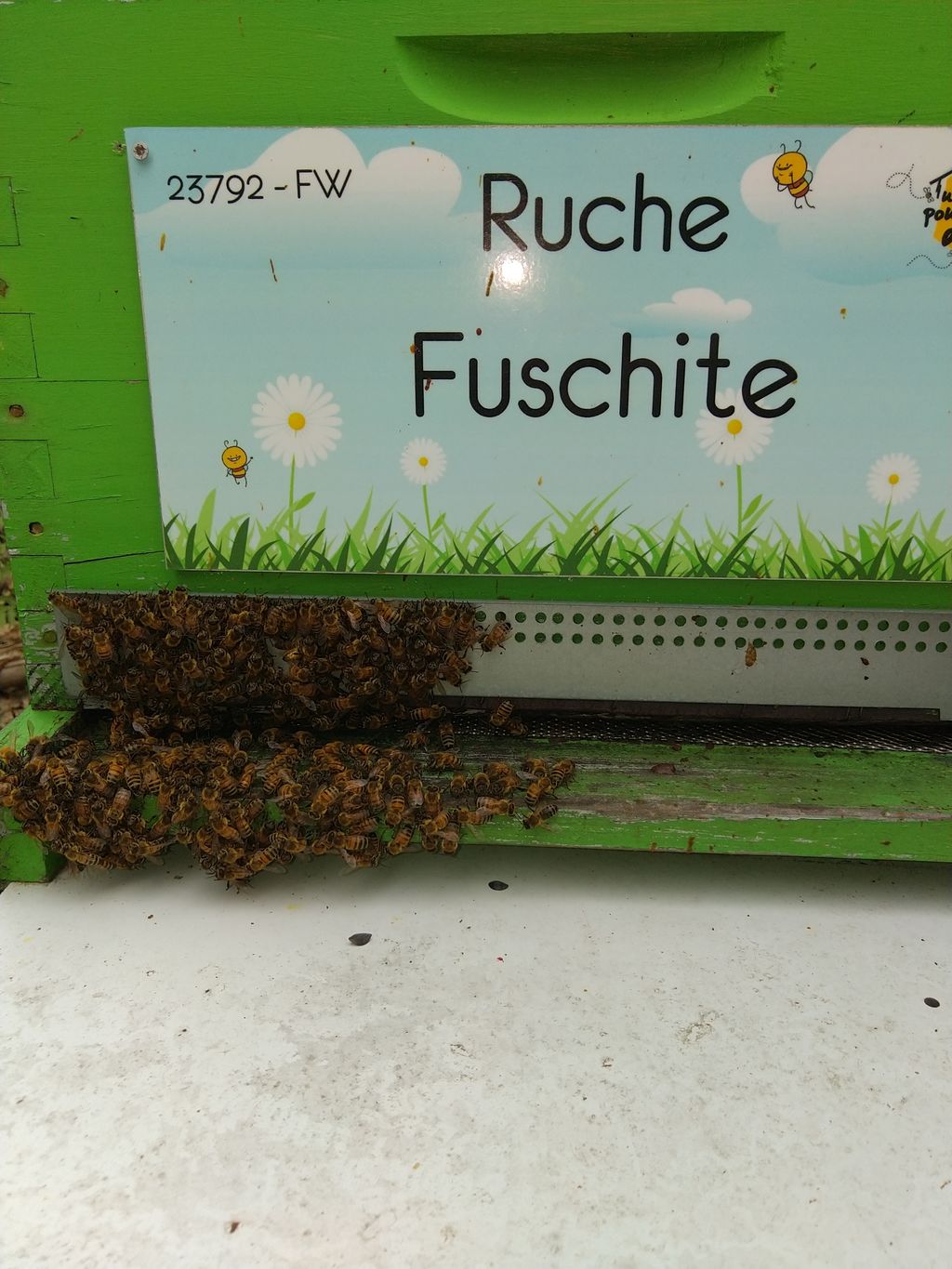 La ruche Fuschite