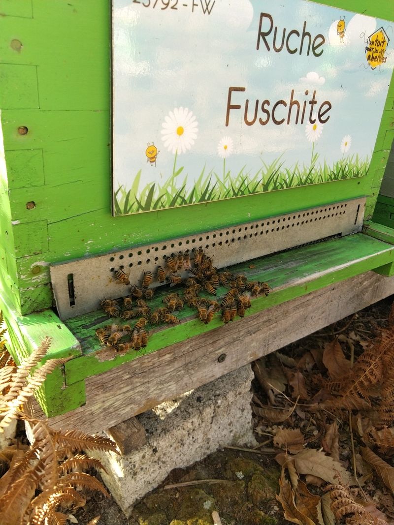 La ruche Fuschite