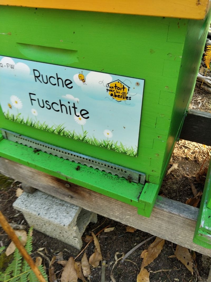 La ruche Fuschite