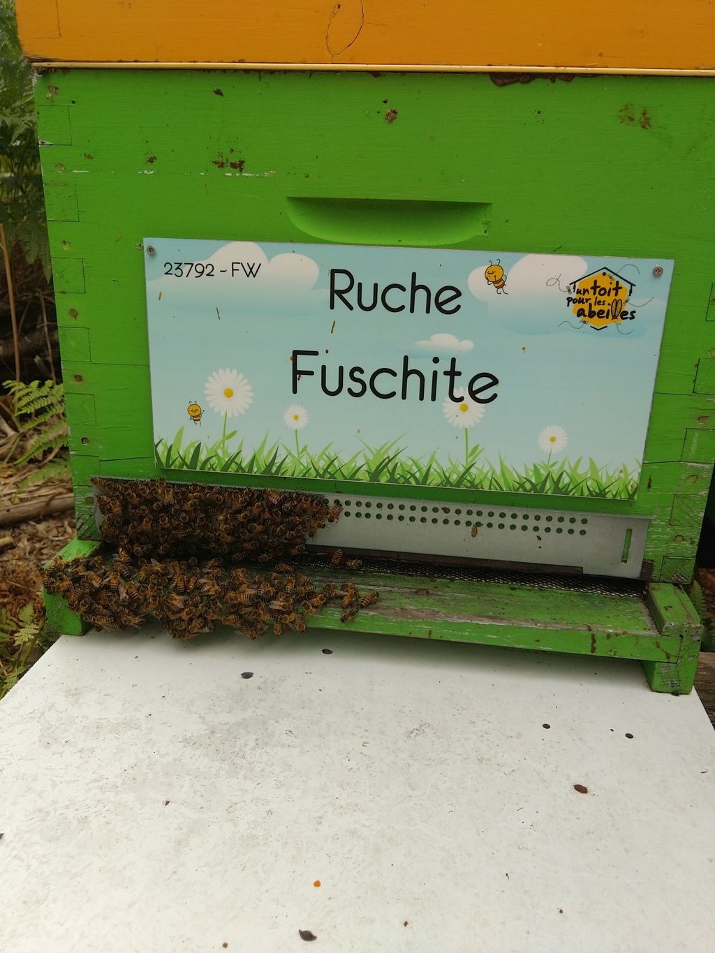 La ruche Fuschite
