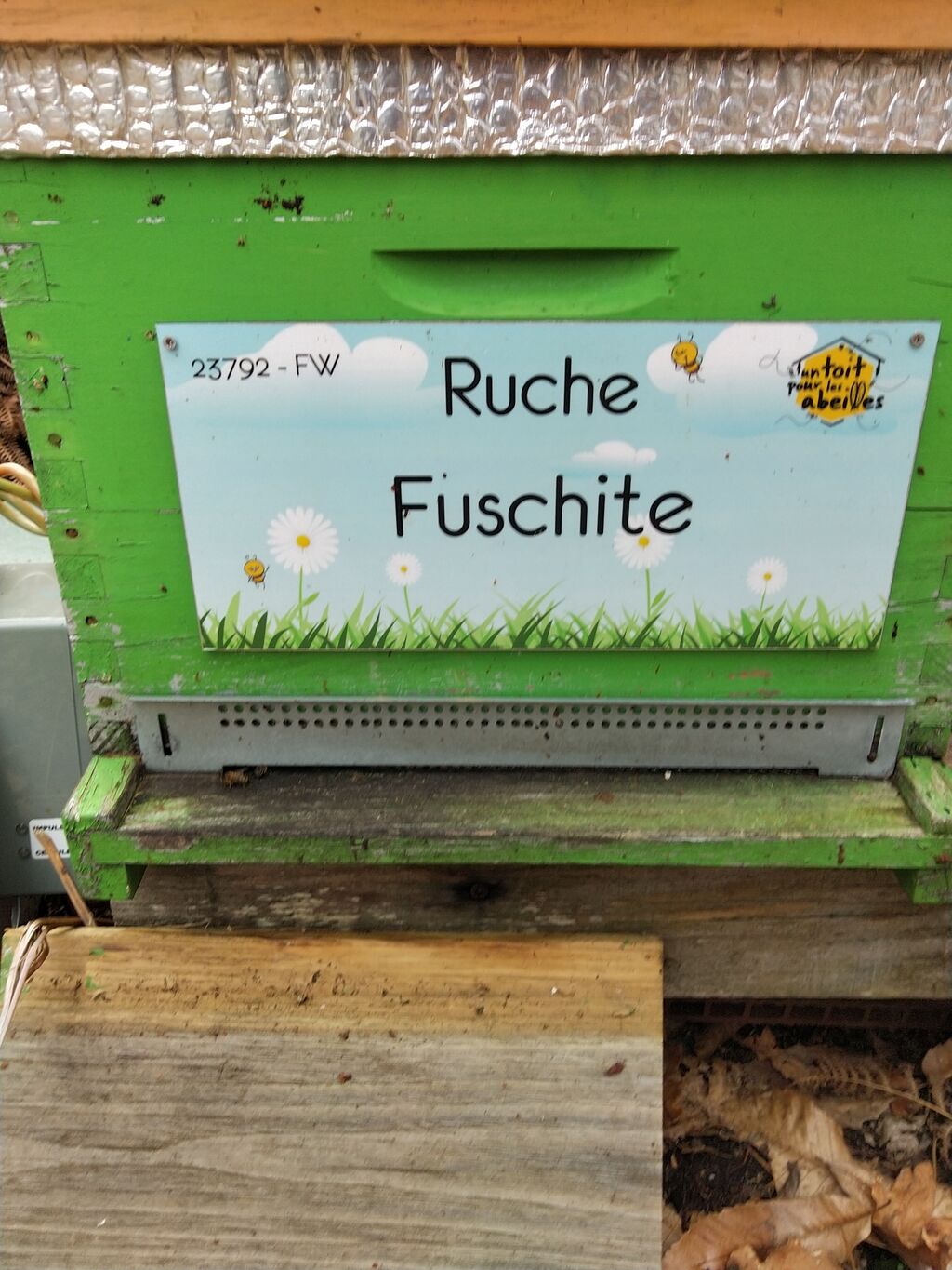 La ruche Fuschite