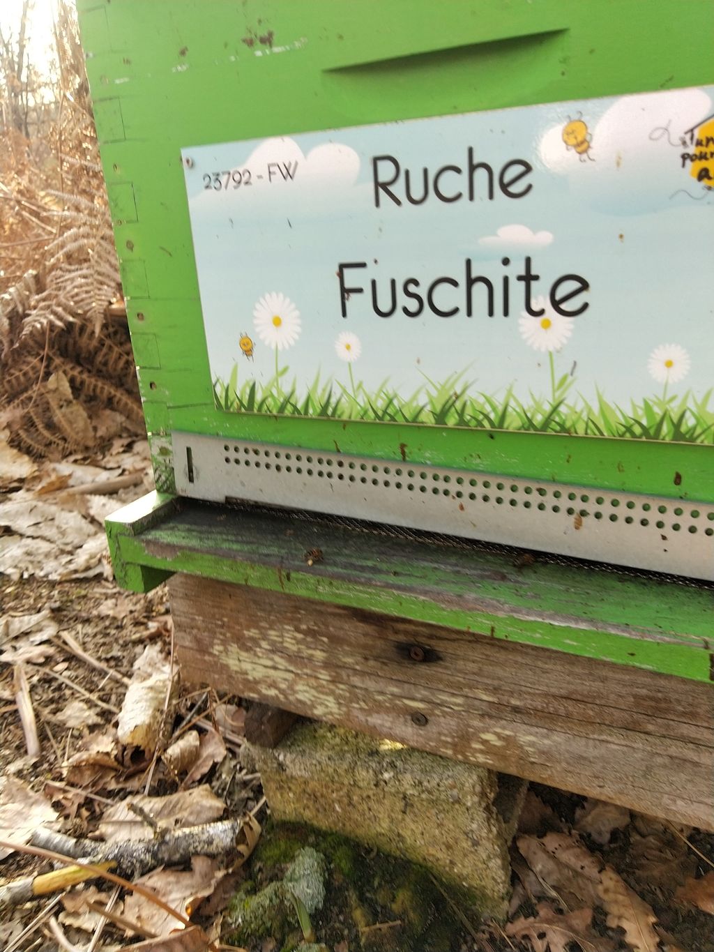 La ruche Fuschite