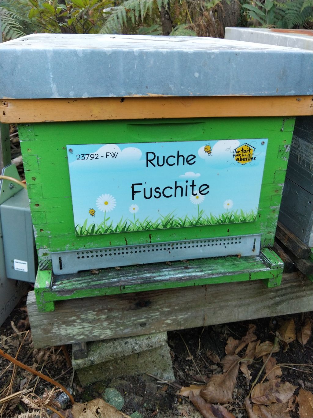 La ruche Fuschite