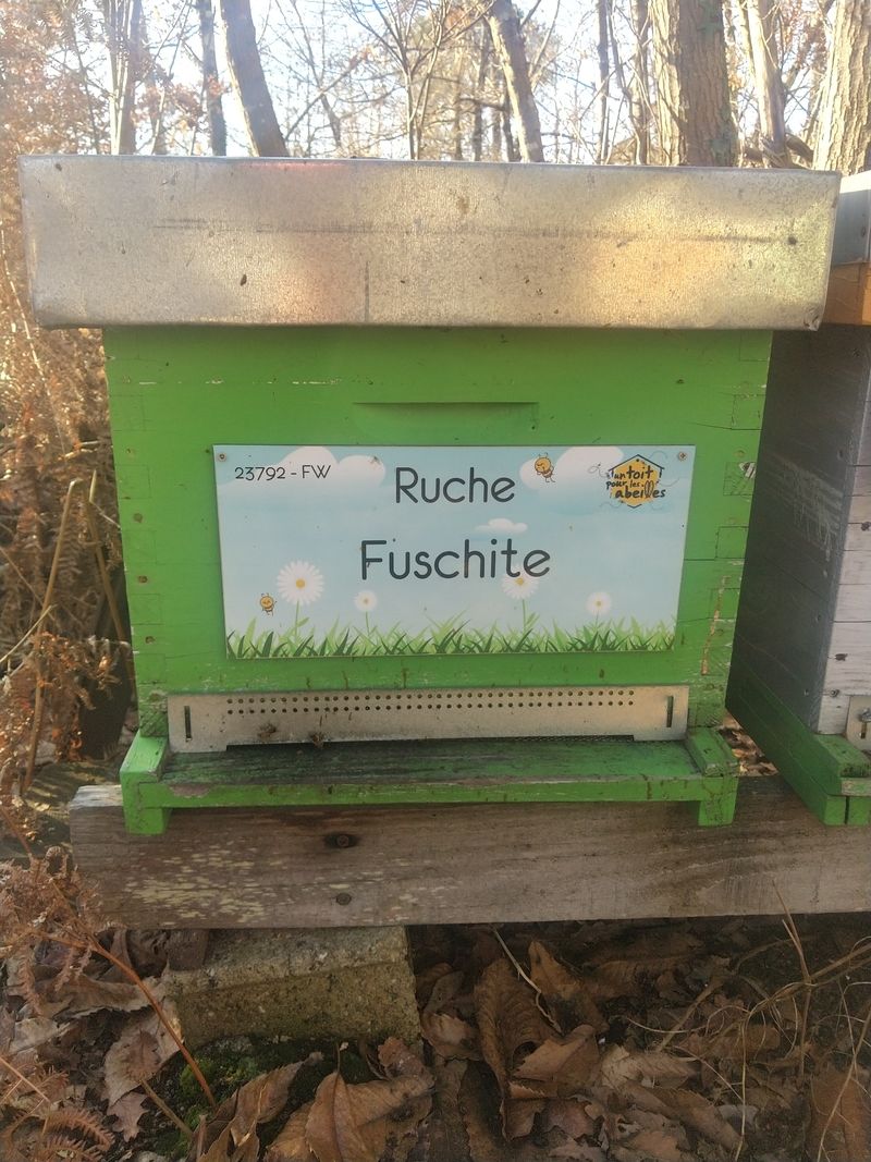 La ruche Fuschite