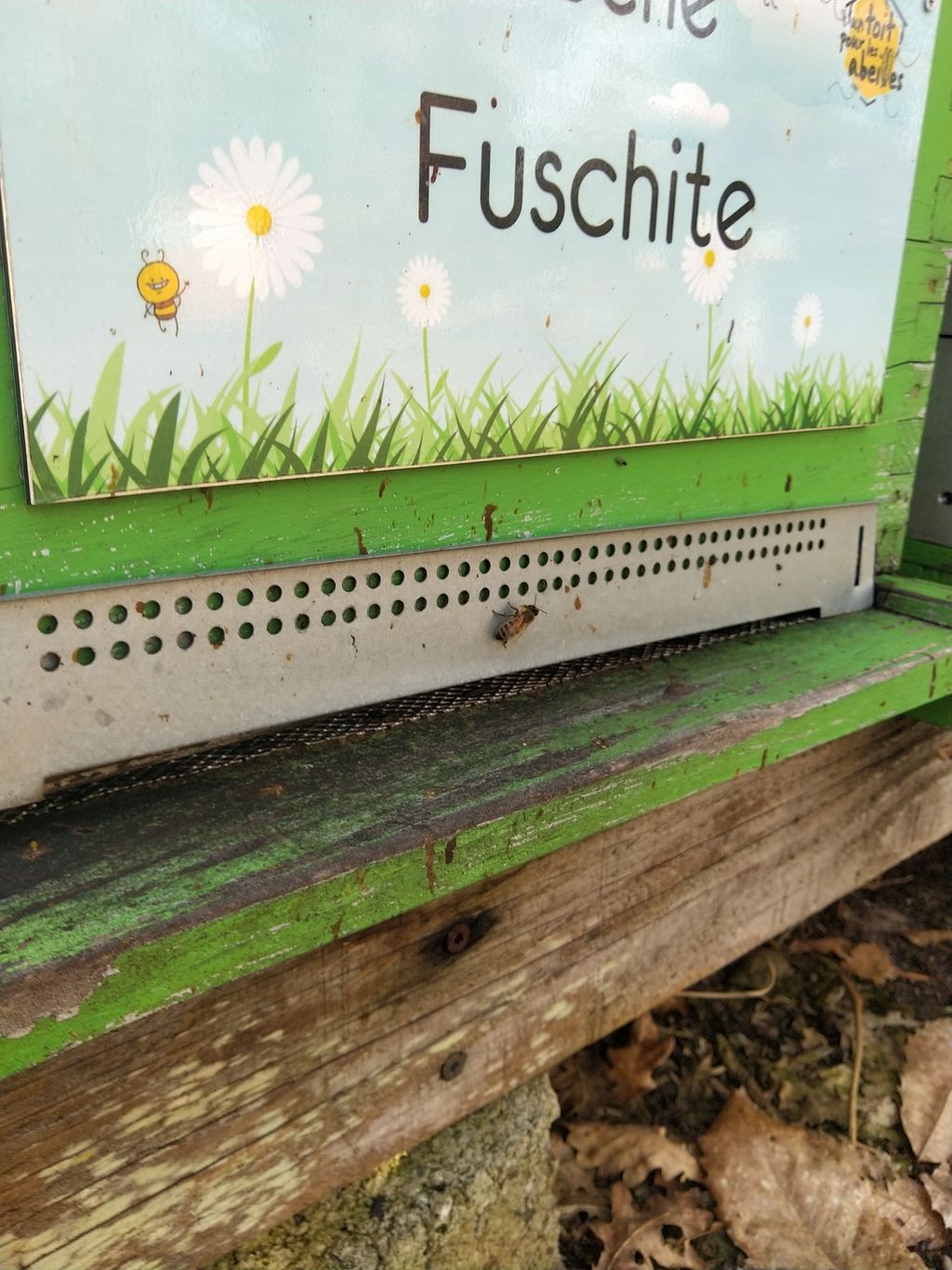 La ruche Fuschite