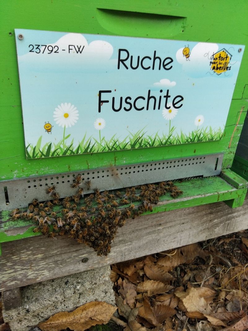 La ruche Fuschite