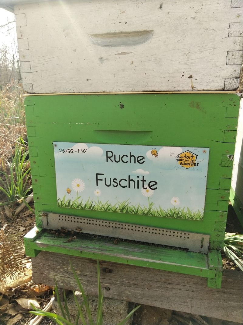 La ruche Fuschite