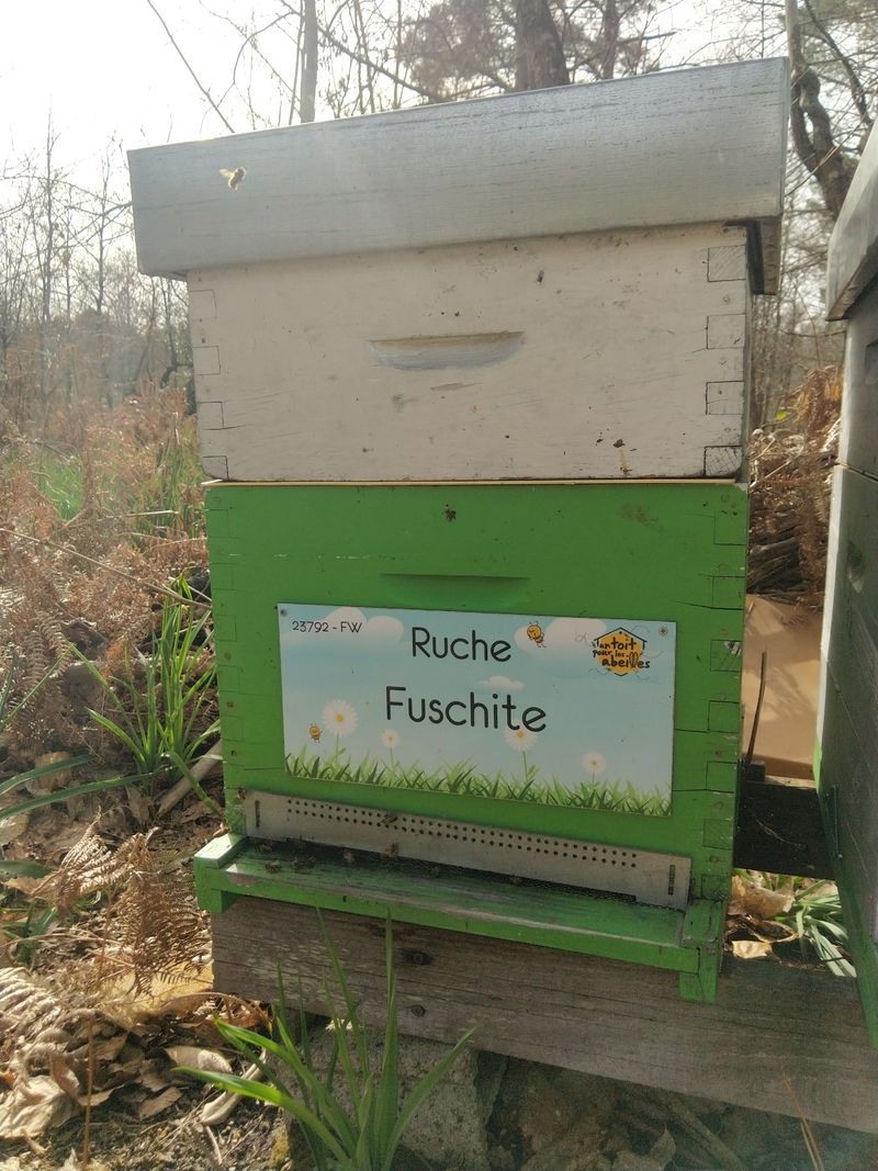 La ruche Fuschite