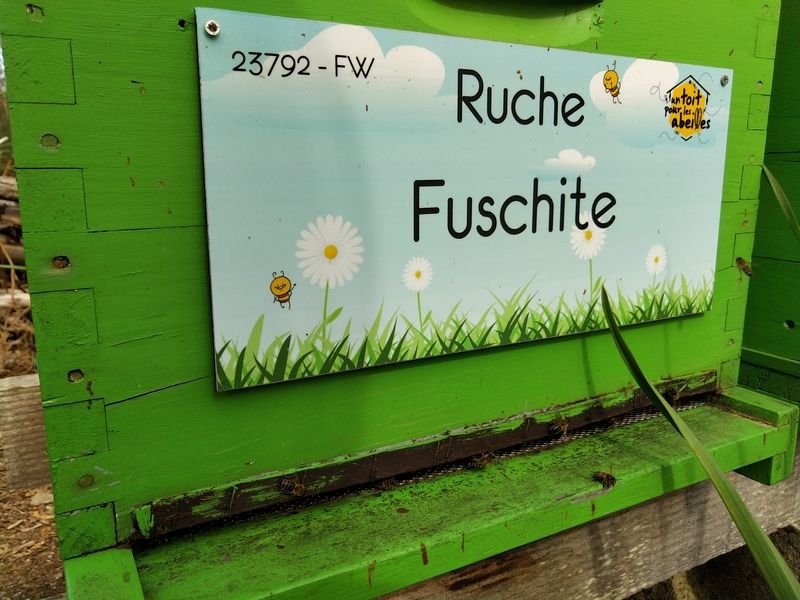 La ruche Fuschite