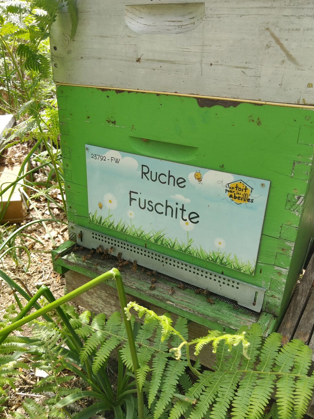 La ruche Fuschite