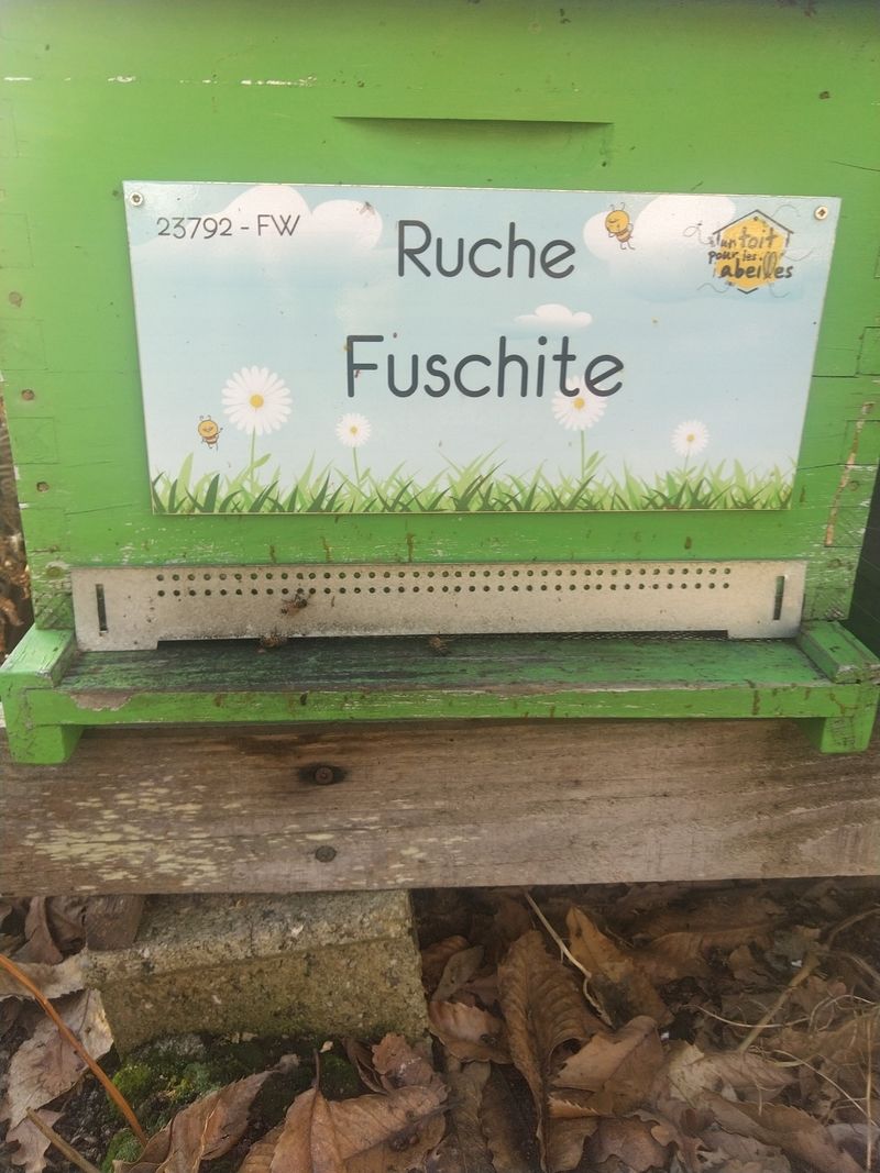 La ruche Fuschite