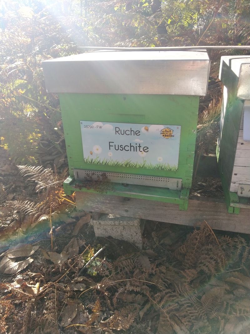 La ruche Fuschite