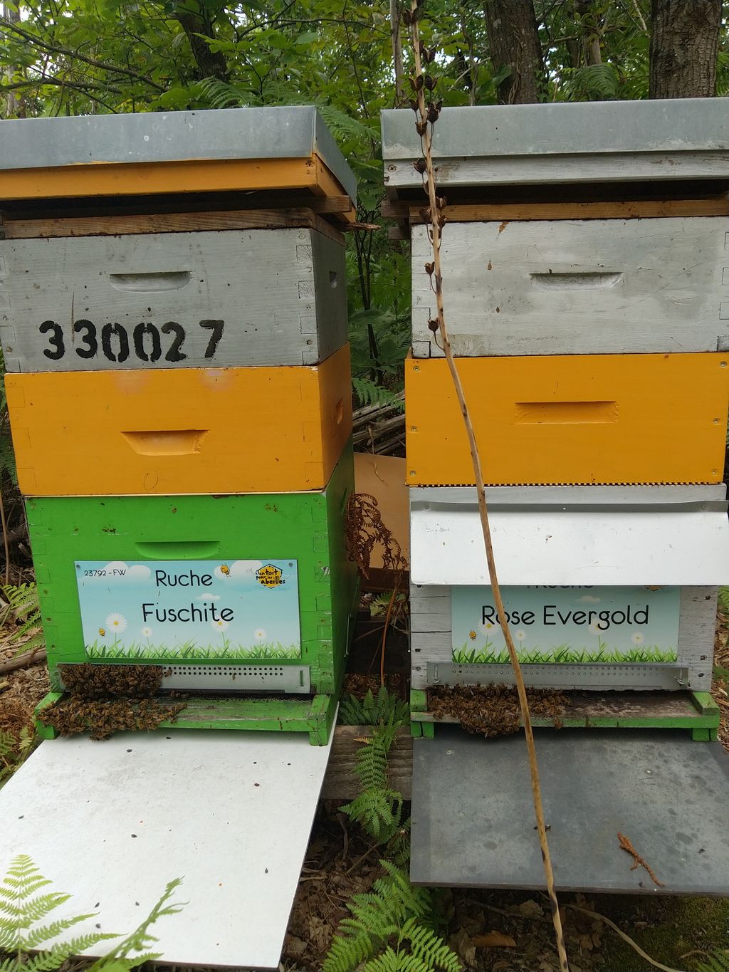 La ruche Fuschite