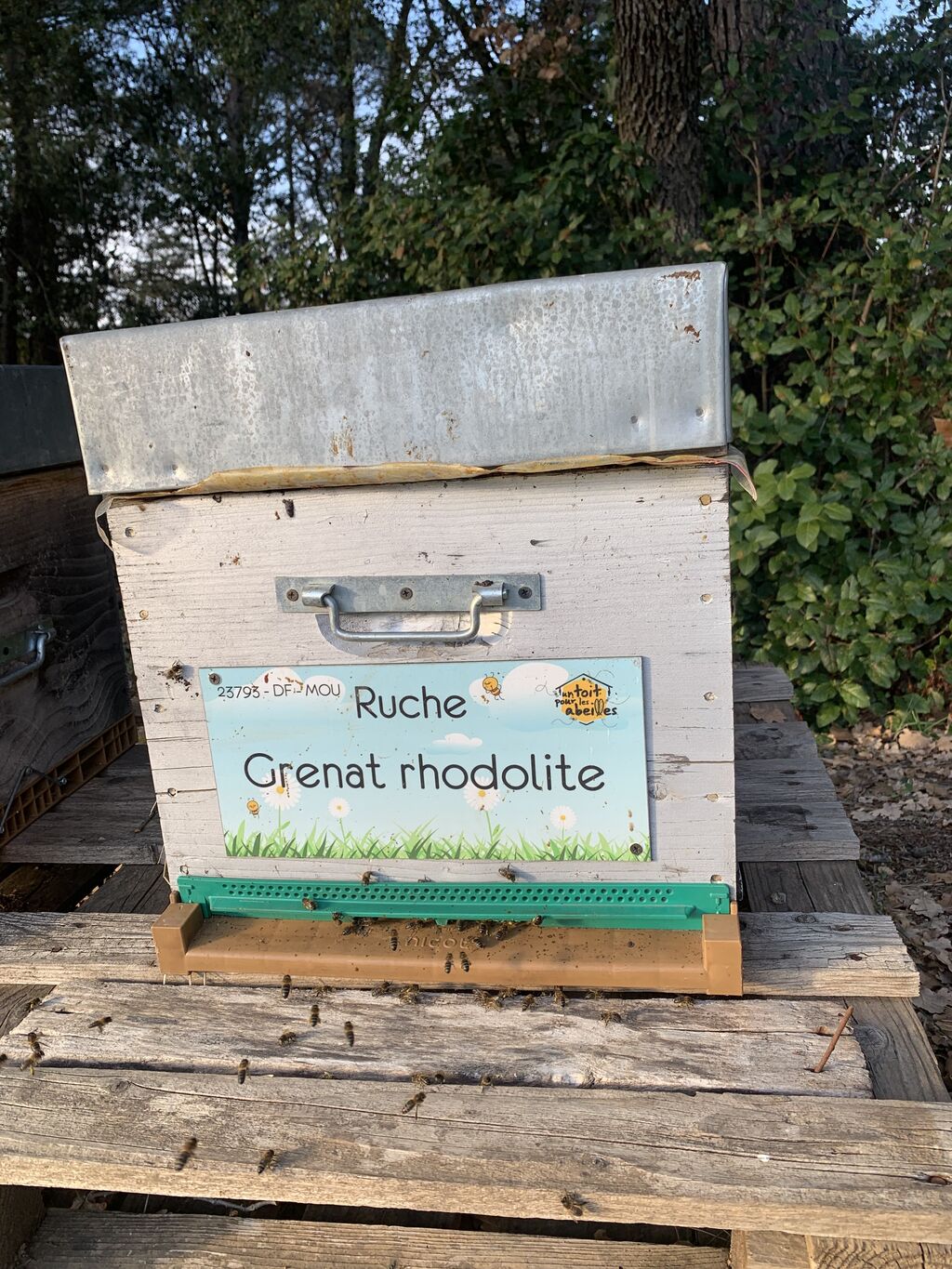 La ruche Grenat rhodolite