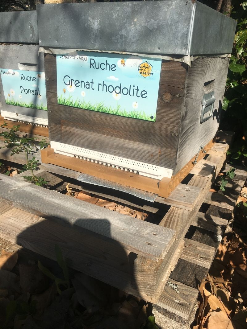 La ruche Grenat rhodolite