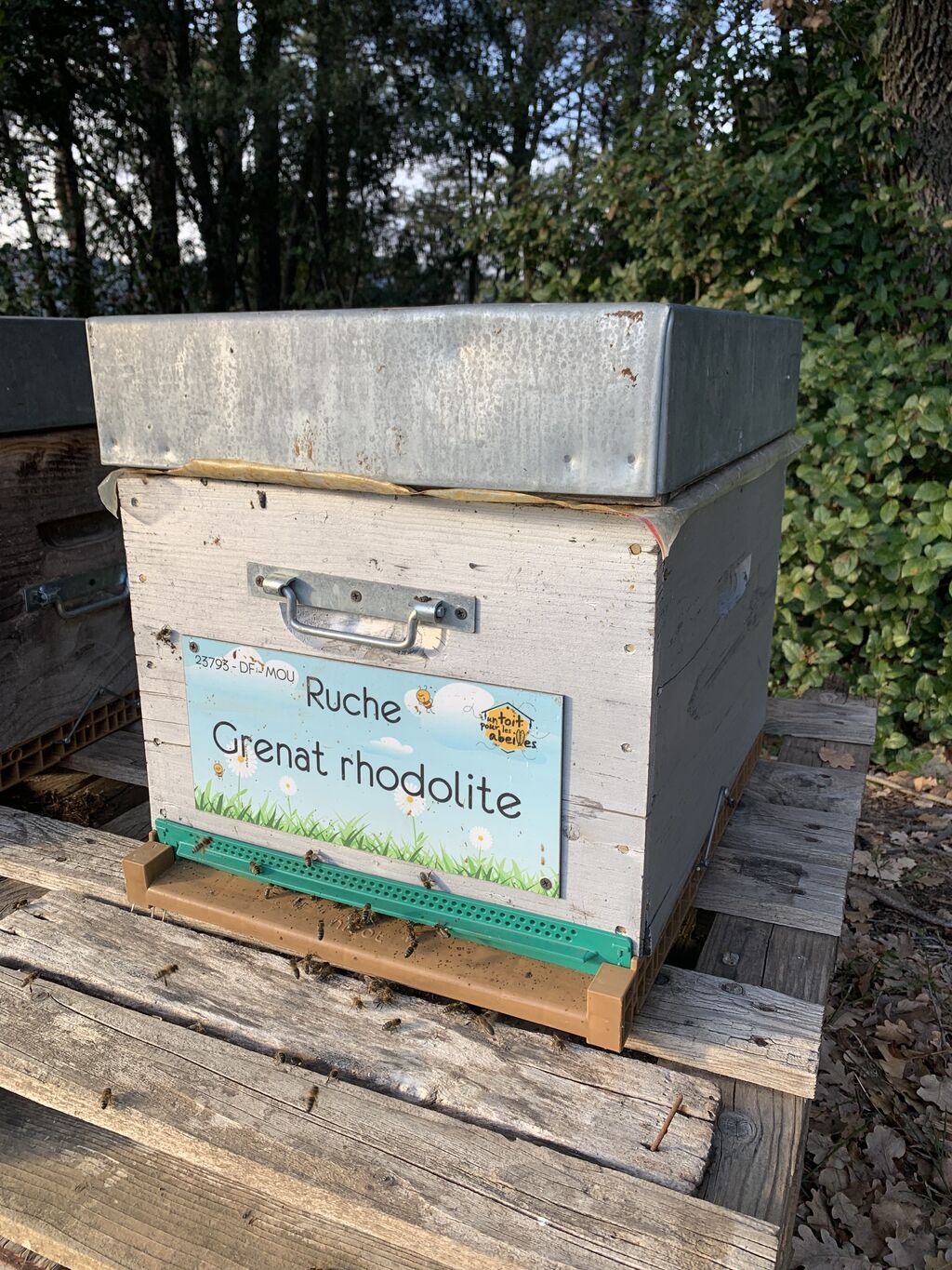 La ruche Grenat rhodolite