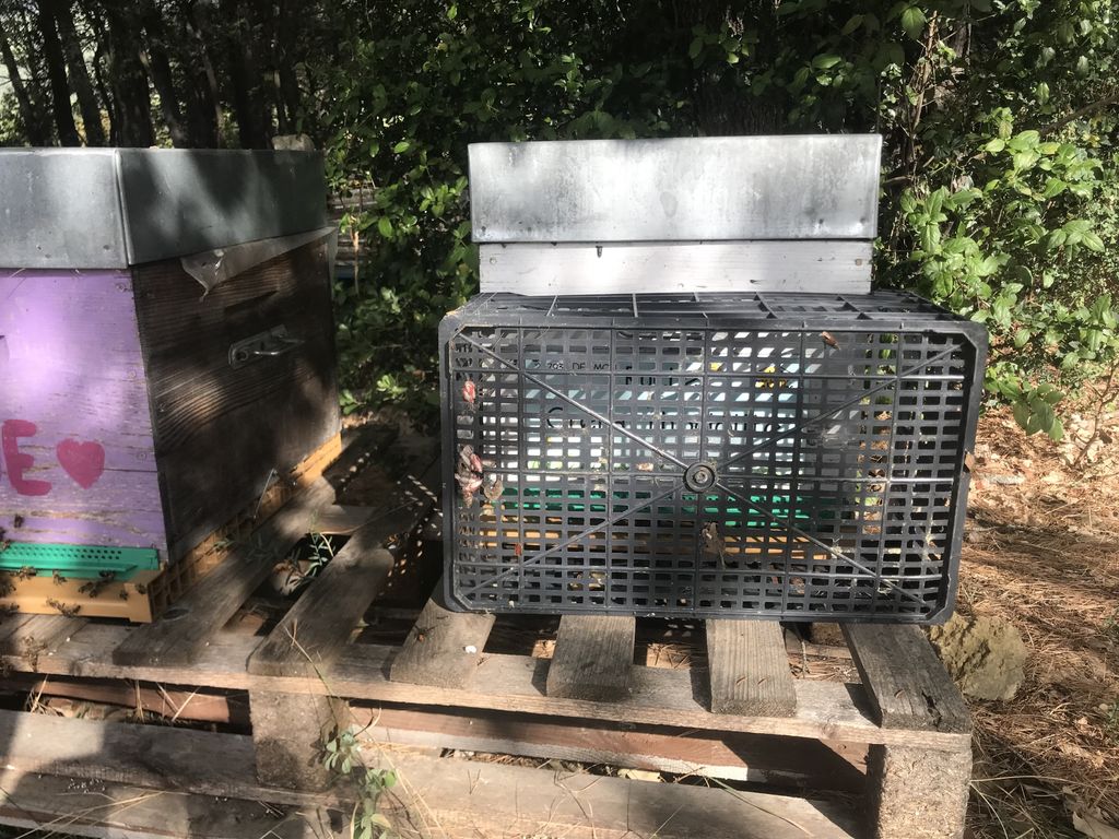 La ruche Grenat rhodolite