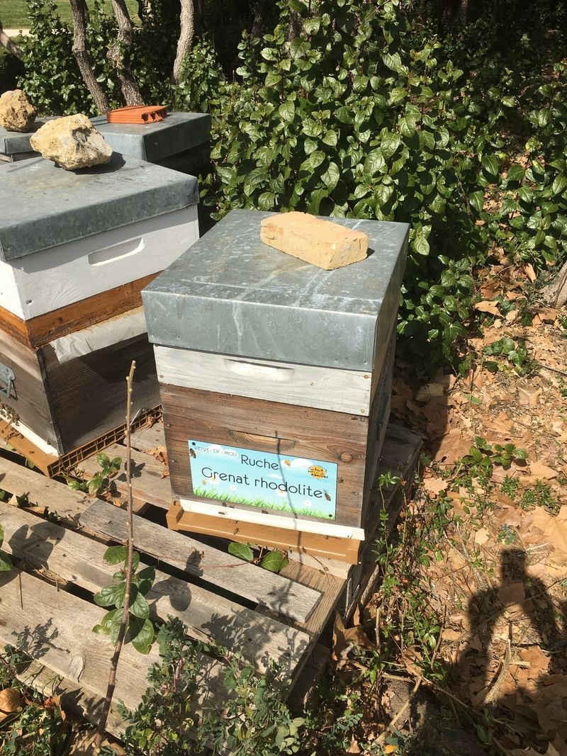 La ruche Grenat rhodolite