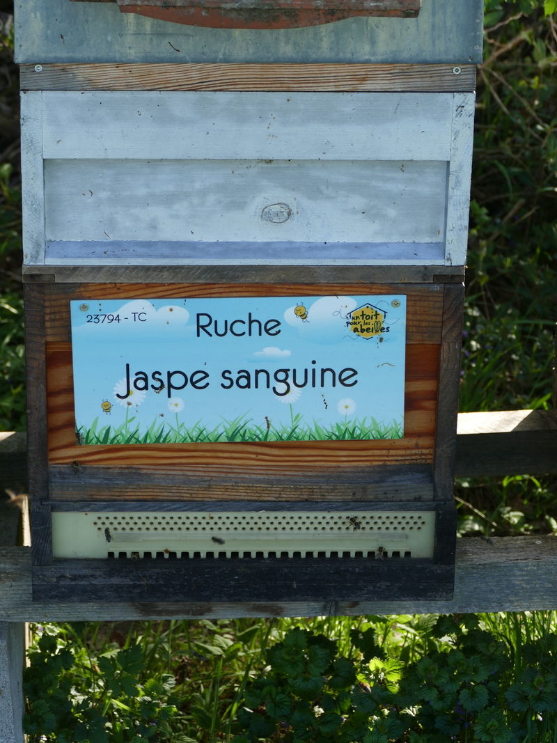 La ruche Jaspe sanguine