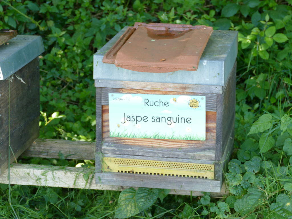 La ruche Jaspe sanguine