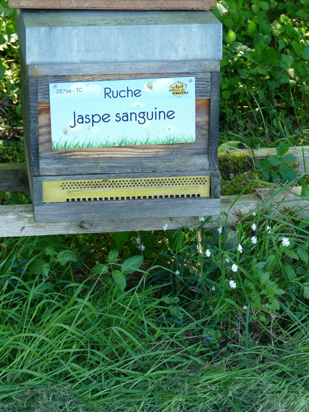 La ruche Jaspe sanguine