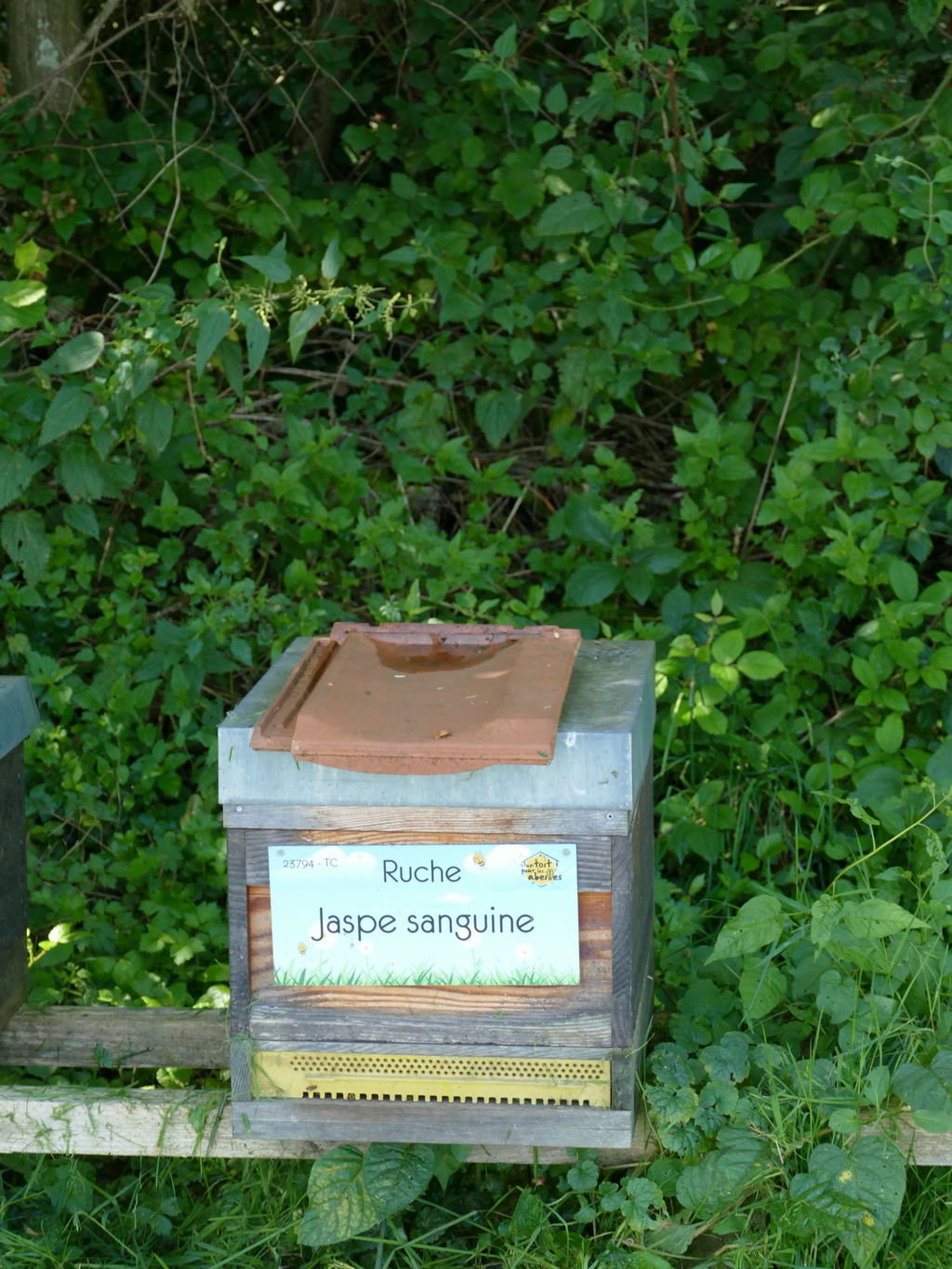 La ruche Jaspe sanguine