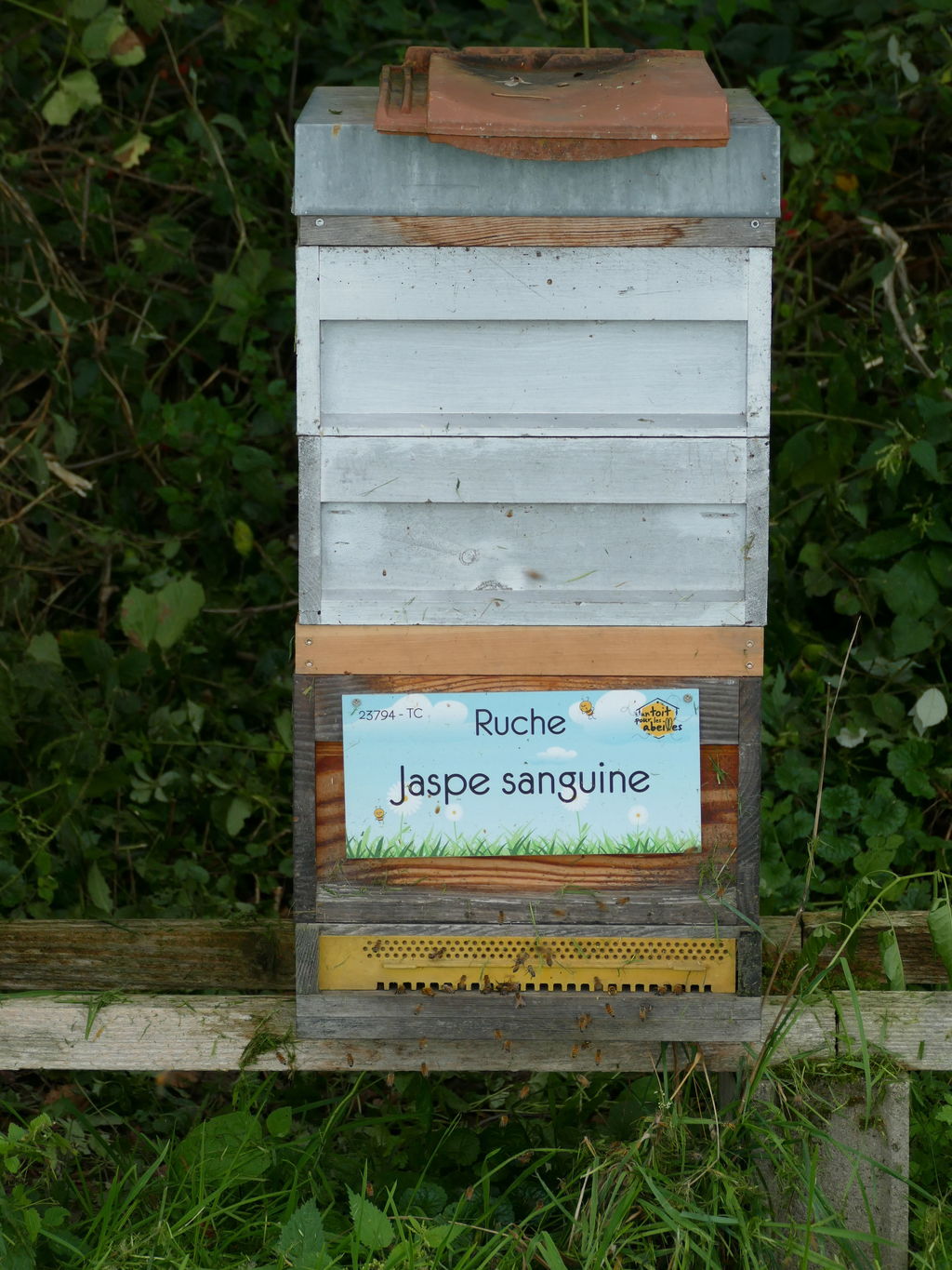 La ruche Jaspe sanguine