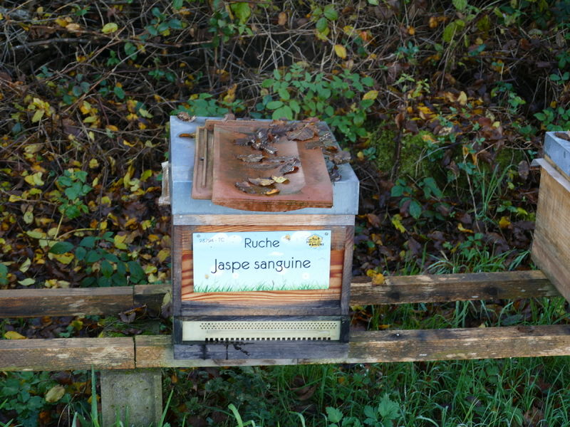 La ruche Jaspe sanguine