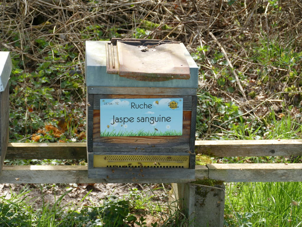La ruche Jaspe sanguine