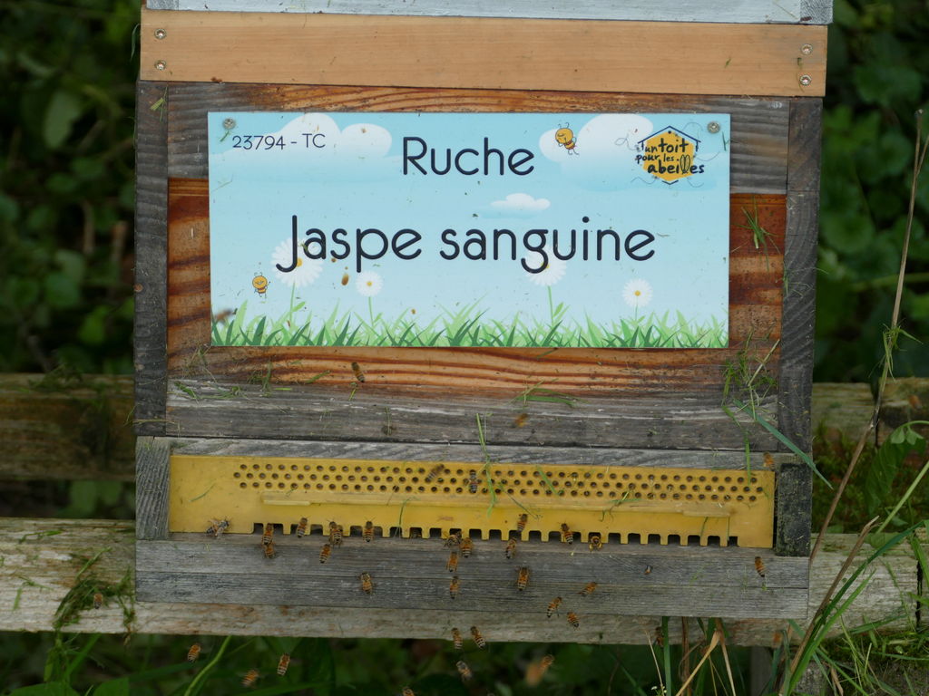 La ruche Jaspe sanguine