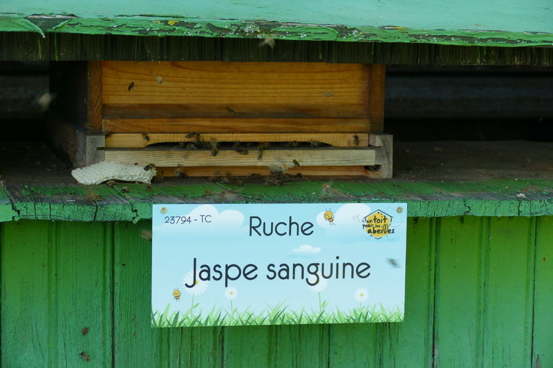 La ruche Jaspe sanguine