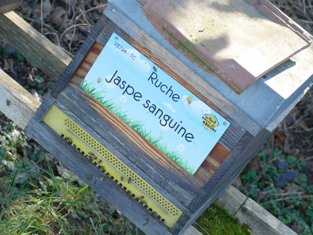 La ruche Jaspe sanguine