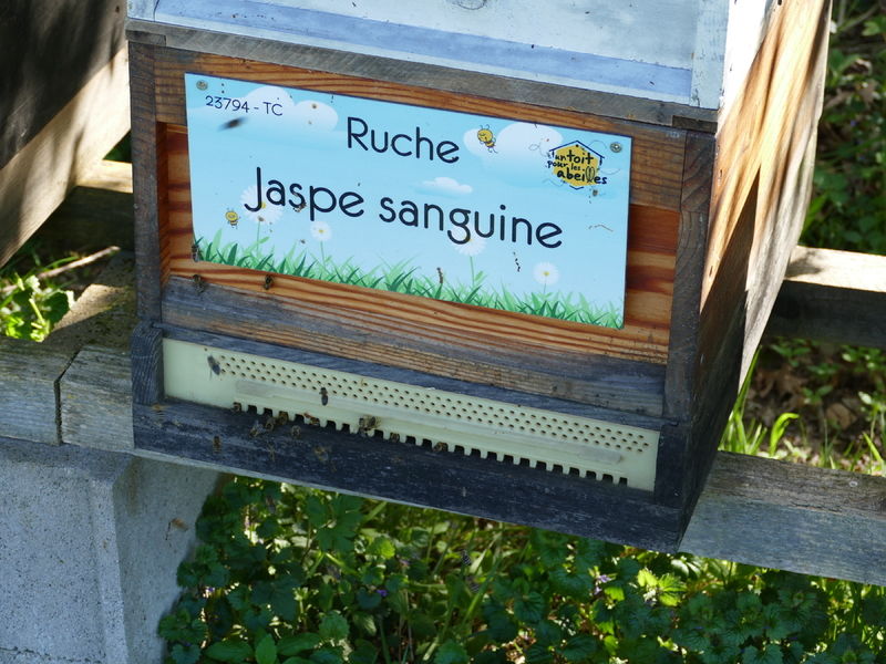 La ruche Jaspe sanguine
