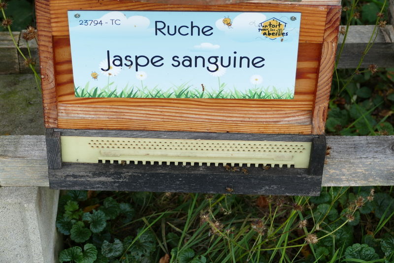 La ruche Jaspe sanguine