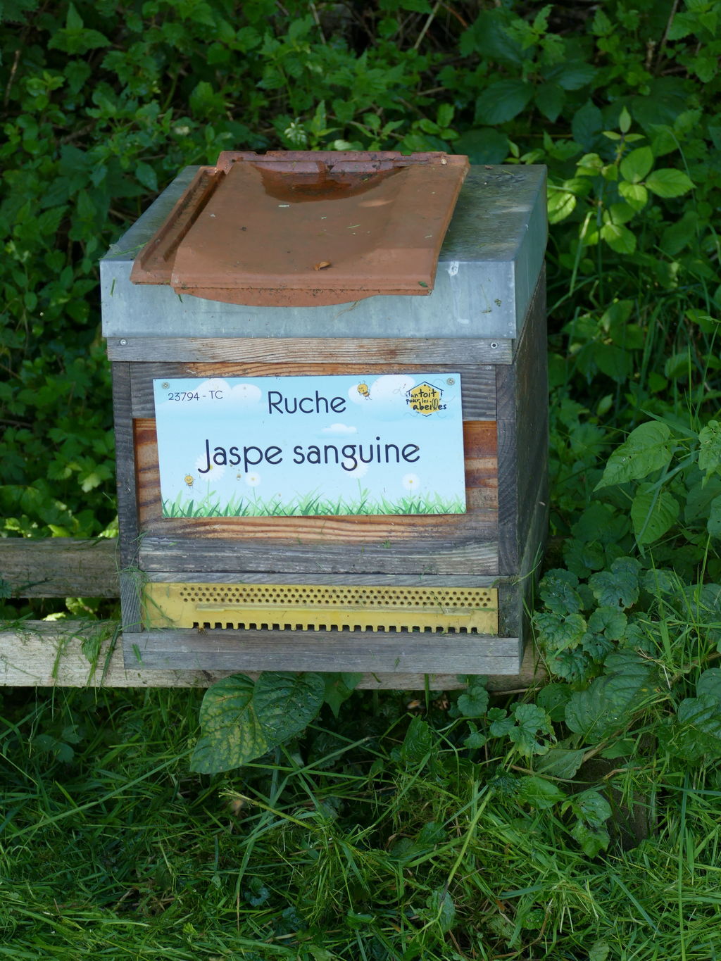 La ruche Jaspe sanguine