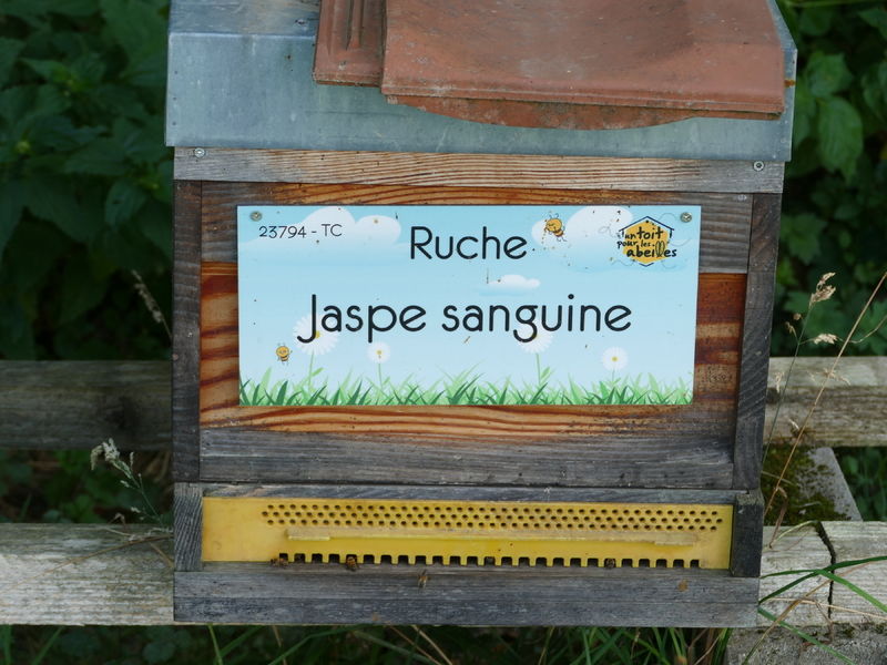 La ruche Jaspe sanguine